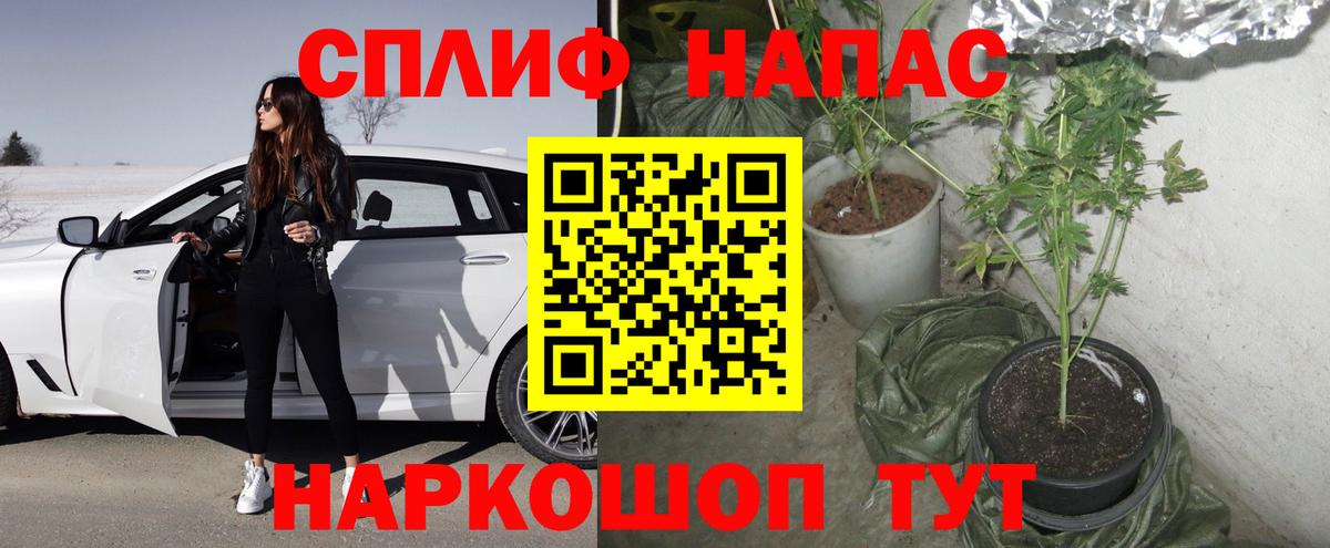 Бошки Шишки план Ефремов